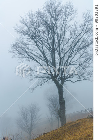 Scenery of the summit of Mt. Wakakusa, Nara, covered in fog in the rain. Rows of deciduous trees line the slope against a pure white screen. Scenery of the summit of Mt. Wakakusa, Nara, covered in fog in the rain. Rows of deciduous trees line the slope against a pure white screen. 99203891
