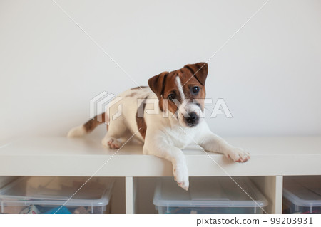 Puppy jack russell terrier lies and plays. Puppy jack russell terrier lies and plays. 99203931