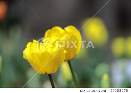 Colorful red, white and yellow Colorful red, white and yellow 99203976