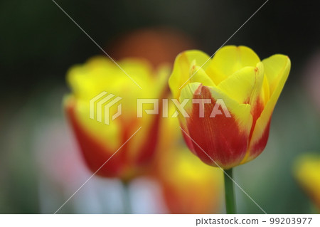 Colorful red, white and yellow 99203977