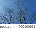 trees and branches without leaves with  sky for background 99203991