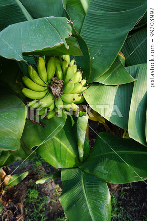 bananas on the tree in the garden 99203992