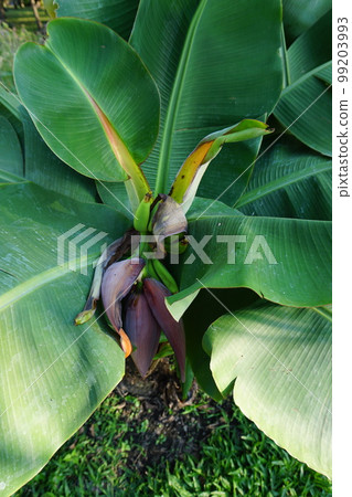 Banana blossom on the tree in the garden Banana blossom on the tree in the garden 99203993
