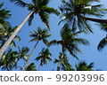 coconut trees and blue sky for background 99203996