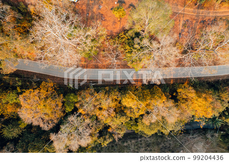 fall trees from above,Overhead view of a road in a forest in autumn 99204436