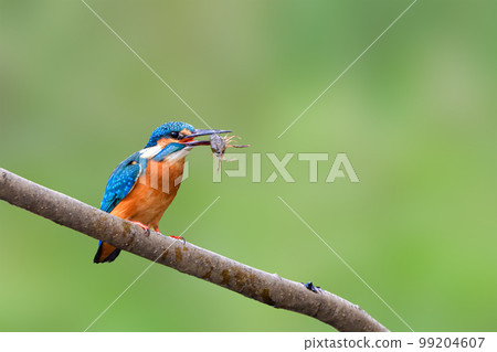 Kingfisher Kingfisher 99204607