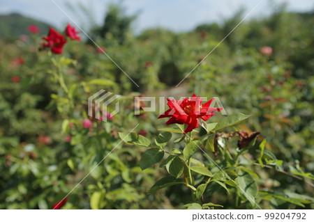 荒尾市少女公民花壇玫瑰花， 99204792