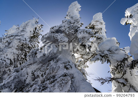 信州志賀高原 信州志賀高原 99204793