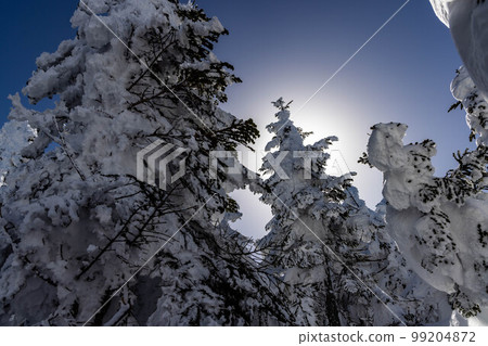 Shinshu Shiga Kogen Shinshu Shiga Kogen 99204872