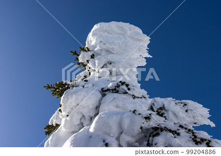 Shinshu Shiga Kogen Shinshu Shiga Kogen 99204886