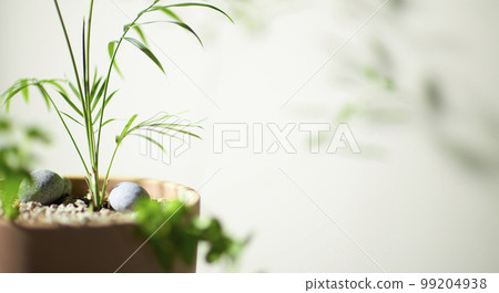 一株被朝陽照亮的新鮮植物，我幸福的家 99204938