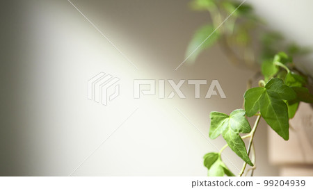 一株被朝陽照亮的新鮮植物,我幸福的家 一株被朝陽照亮的新鮮植物,我幸福的家 99204939