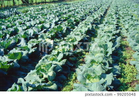 Cabbage field Cabbage field 99205048