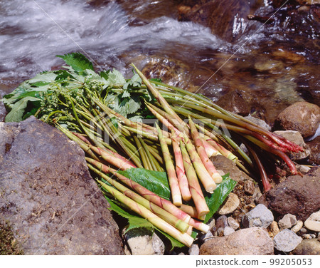 野菜、水菜、竹筍、蕨菜 99205053