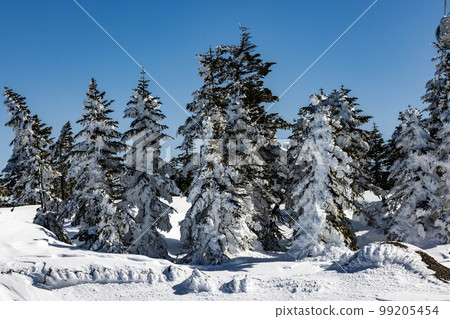 Shinshu Shiga Kogen 99205454