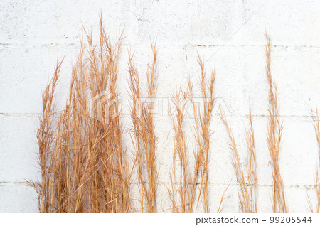 Withered Merikenkarukaya with a brown color on the white wall 99205544