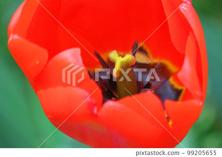 色彩鮮豔的紅色，白色和黃色 99205655