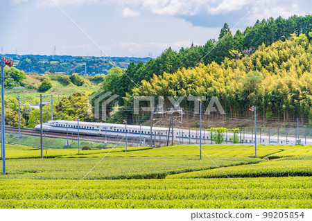 （靜岡縣）穿過牧之原茶園的新幹線 99205854