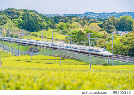 (Shizuoka Prefecture) Shinkansen running through tea plantations in Makinohara 99205856