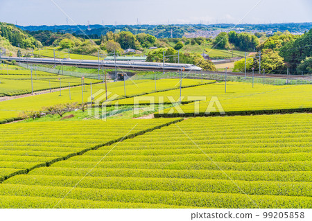 （靜岡縣）穿過牧之原茶園的新幹線 99205858