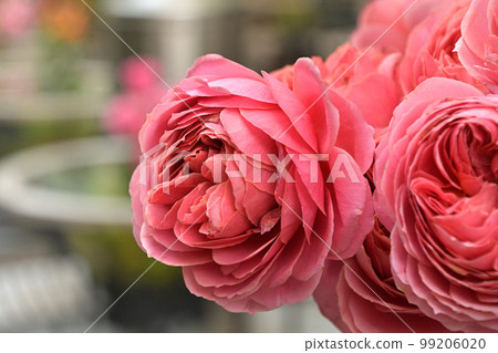 Roses blooming in the cafeteria 1 Roses blooming in the cafeteria 1 99206020