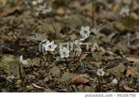 Flowers of Setsubunso that bloom in the natural habitat of Ryokami in Ogano Town Flowers of Setsubunso that bloom in the natural habitat of Ryokami in Ogano Town 99206798