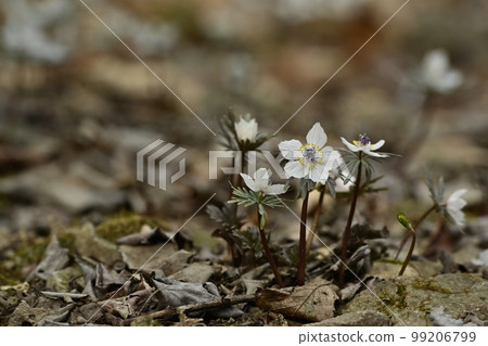 Flowers of Setsubunso that bloom in the natural habitat of Ryokami in Ogano Town Flowers of Setsubunso that bloom in the natural habitat of Ryokami in Ogano Town 99206799