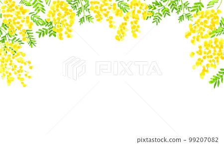 Watercolor. Mimosa illustration vector frame with watercolor touch. Mimosa vector background. 99207082