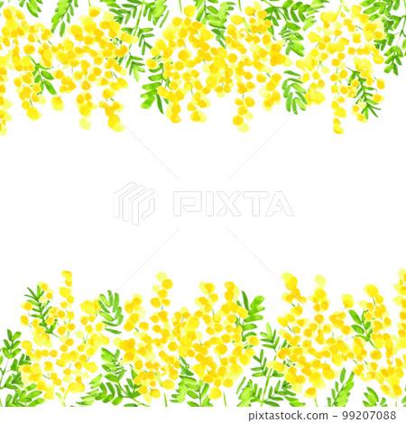 Watercolor. Mimosa illustration vector frame with watercolor touch. Mimosa vector background. 99207088
