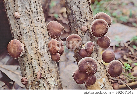 天然石英 99207142