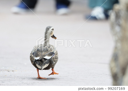 Spot-billed Duck Case Investigation Detectives are on their feet! ① Spot-billed Duck Case Investigation Detectives are on their feet! ① 99207169
