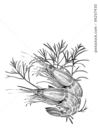 兩隻蝦與 Okahijikini 的 Monoto 插圖 [水墨水彩] 白色背景 透明背景 可用複制空間 99207430