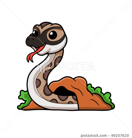 Cute python molurus bivittatus cartoon out from hole Cute python molurus bivittatus cartoon out from hole 99207620