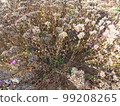 美麗的枯萎的花朵 99208265