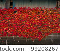 一堵紅葉牆 99208267