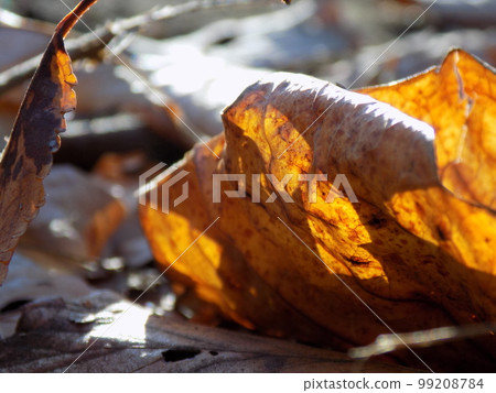 落葉 99208784