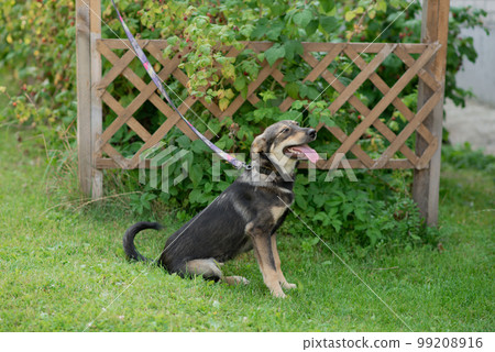 The dog walks in the summer in a public park on a leash. The concept of pets and responsibility and care for pets The dog walks in the summer in a public park on a leash. The concept of pets and responsibility and care for pets 99208916