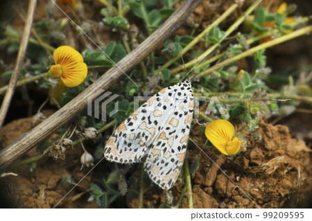 Spotted moth species, Satara, Maharashtra, India Spotted moth species, Satara, Maharashtra, India 99209595
