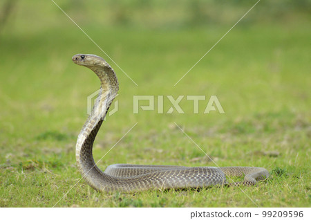 The Indian cobra, Naja naja, Satara, Maharashtra, India The Indian cobra, Naja naja, Satara, Maharashtra, India 99209596