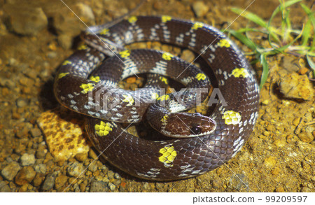 Barred Wolf snake, Lycodon aulicus, Satara, Maharashtra, India Barred Wolf snake, Lycodon aulicus, Satara, Maharashtra, India 99209597