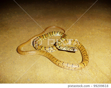 Slender racer snake, Platyceps gracilis, Satara, Maharashtra,  India 99209618