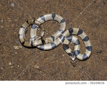 Common kukri snake or banded kukri, Oligodon arnensis, Satara, Maharashtra, India Common kukri snake or banded kukri, Oligodon arnensis, Satara, Maharashtra, India 99209636