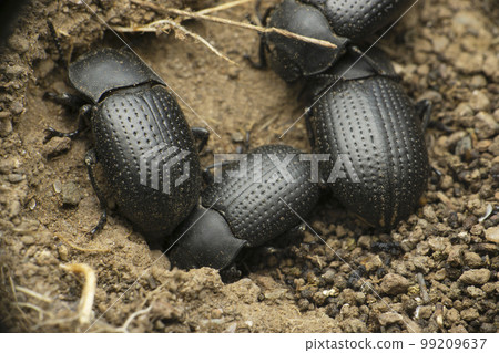 Dytiscidae, diving beetles, Satara, Maharashtra, India Dytiscidae, diving beetles, Satara, Maharashtra, India 99209637