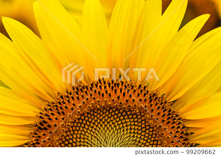 Summer image Sunflowers in full bloom Summer image Sunflowers in full bloom 99209662