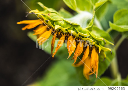 Image of summer: Withered sunflowers 99209663