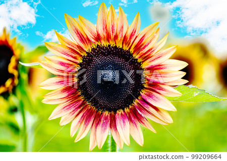 Summer image Sunflower field in full bloom Summer image Sunflower field in full bloom 99209664