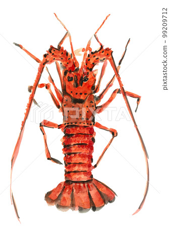 Illustration of spiny lobster [hand-painted watercolor] white back transparent background 99209712