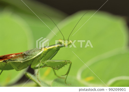 Flower mantis , euantissa pulchra, Satara, Maharashtra,  India 99209901
