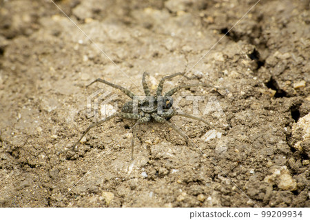 Common black wolf spider, Satara, Maharashtra, India Common black wolf spider, Satara, Maharashtra, India 99209934