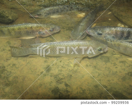 Indian tilapia fish, Oreochromis species, Satara, Maharashtra, India 99209936